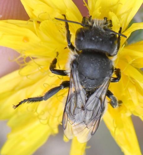 Réf. 259 419 : Osmia latreillei